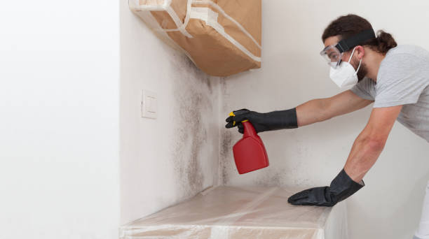 Professional Basement Mold Remediation technician working in Newport, TN