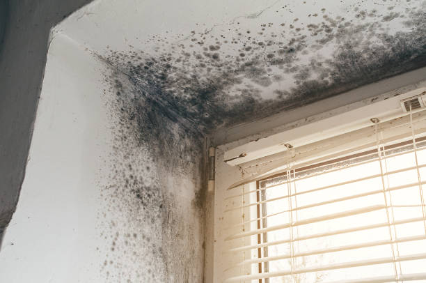 Affordable Basement Mold Remediation solutions in Newport, TN