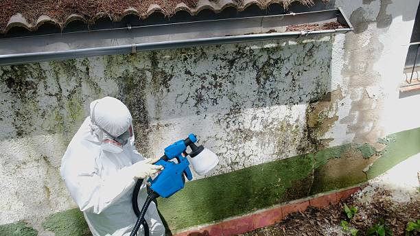 Top rated local Basement Mold Remediation specialists in Newport, TN